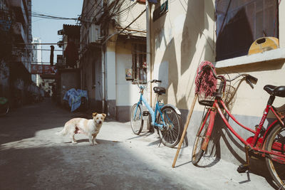 Dog sitting on street amidst buildings in city