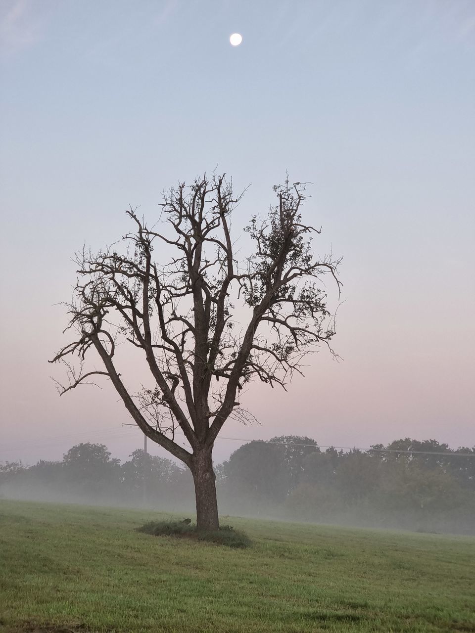 TREE ON FIELD AGAINST SKY