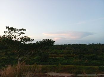 Trees on field against sky during sunset