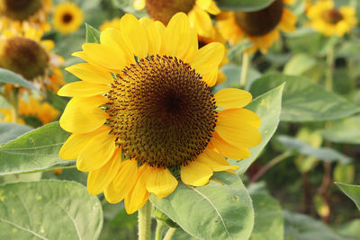 Close-up of yellow sunflower