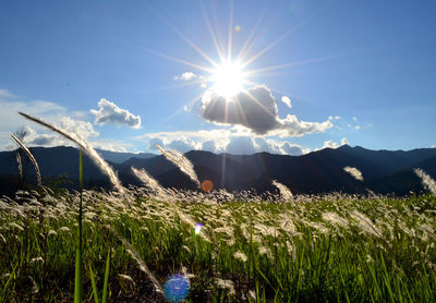 Scenic view of field against sky