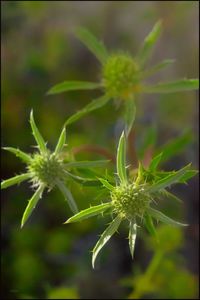 Close-up of flowering plant