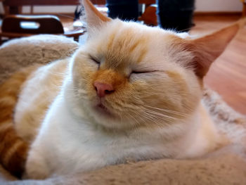 Close-up of cat relaxing at home