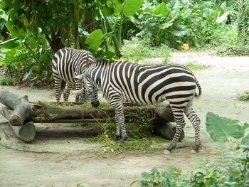 Zebras in a zoo