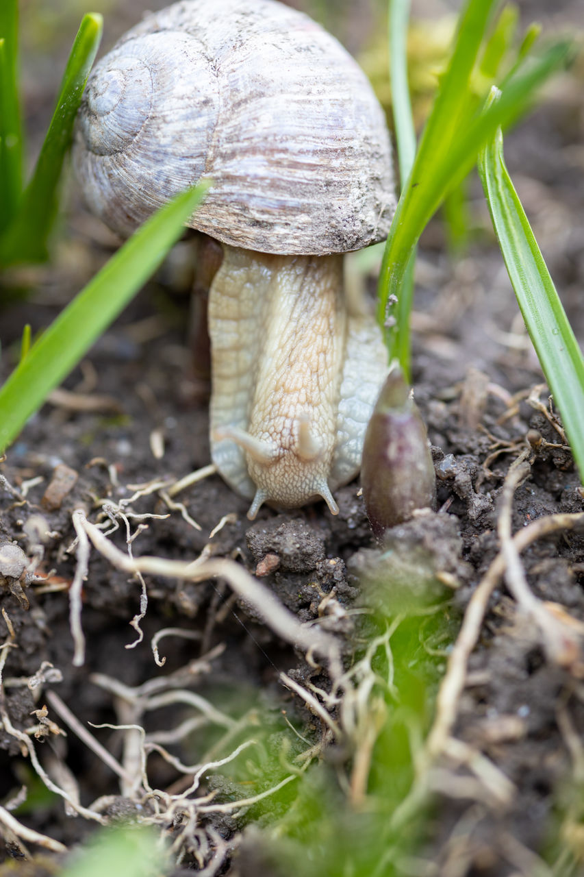 CLOSE-UP OF MUSHROOM GROWING ON LAND