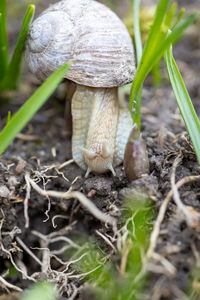 Close-up of mushroom growing on field