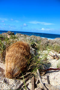 Close-up of grass on beach against sky