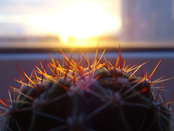 Close-up of cactus plant against sky during sunset