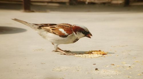 Close-up of bird perching