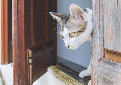 Close-up of cat peeking from open window