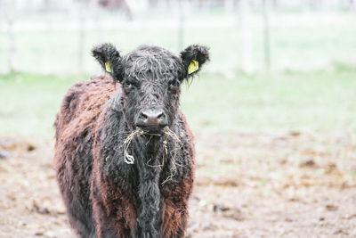 Portrait of a funny cow on a meadow 