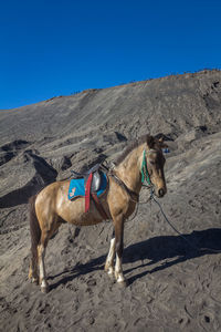 Horse in a desert