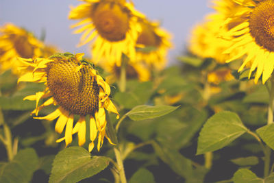 Close-up of sunflower