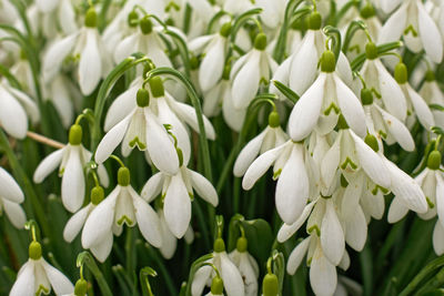 Close-up of white flowers blooming outdoors