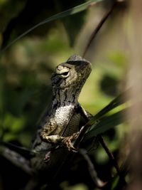 Close-up of lizard on branch