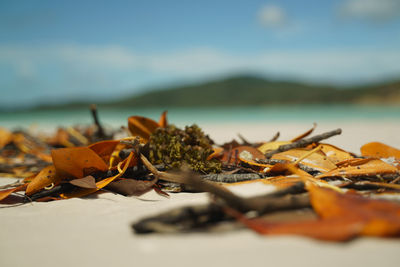 Close-up of autumn leaves on beach