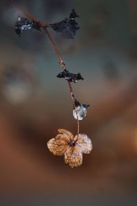 Close-up of twigs