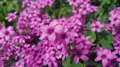 Close-up of pink flowering plants