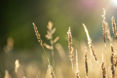 Close-up of stalks in field