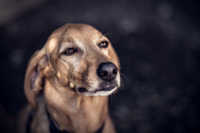 Close-up portrait of dog looking away outdoors