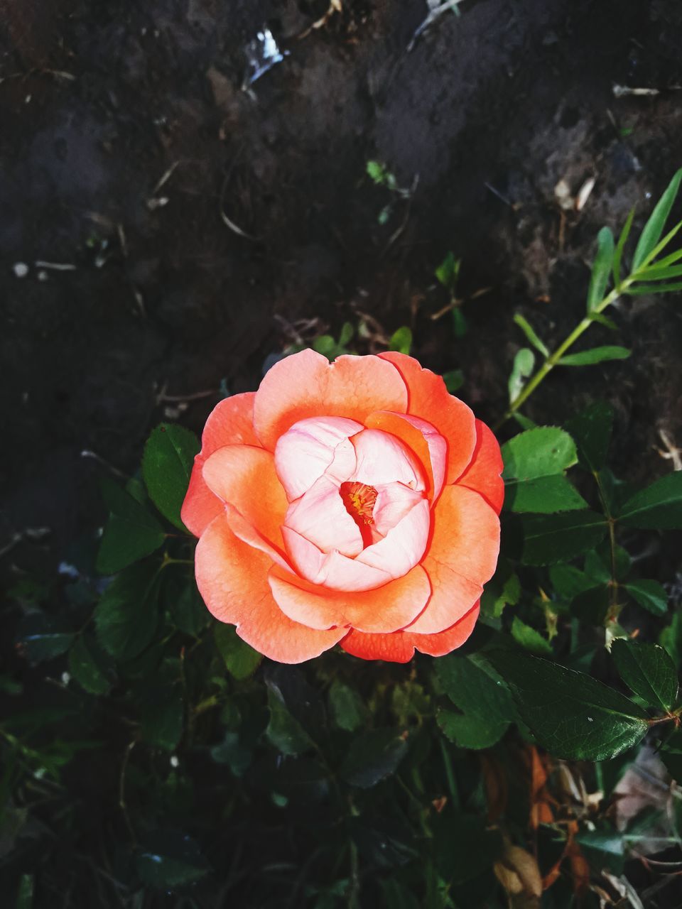 petal, flower, growth, nature, flower head, plant, beauty in nature, freshness, fragility, no people, focus on foreground, blooming, day, red, rose - flower, close-up, outdoors, leaf