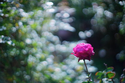 Close-up of rose plant