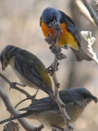 Close-up of bird perching on tree