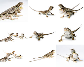 High angle view of birds on white background