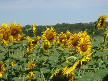 Close-up of yellow sunflower on field against sky