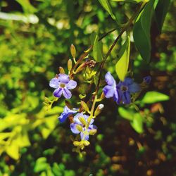 Close-up of flowers