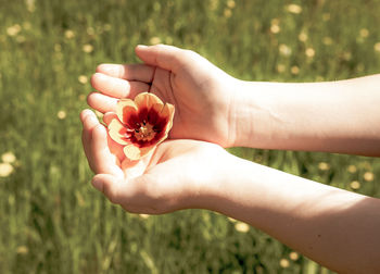 Close-up of hand holding red flower on field