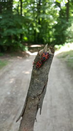 Close-up of insect on tree trunk