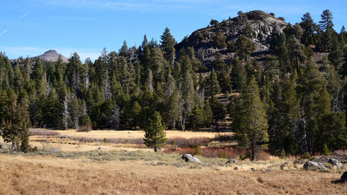 View field against trees and mountains 