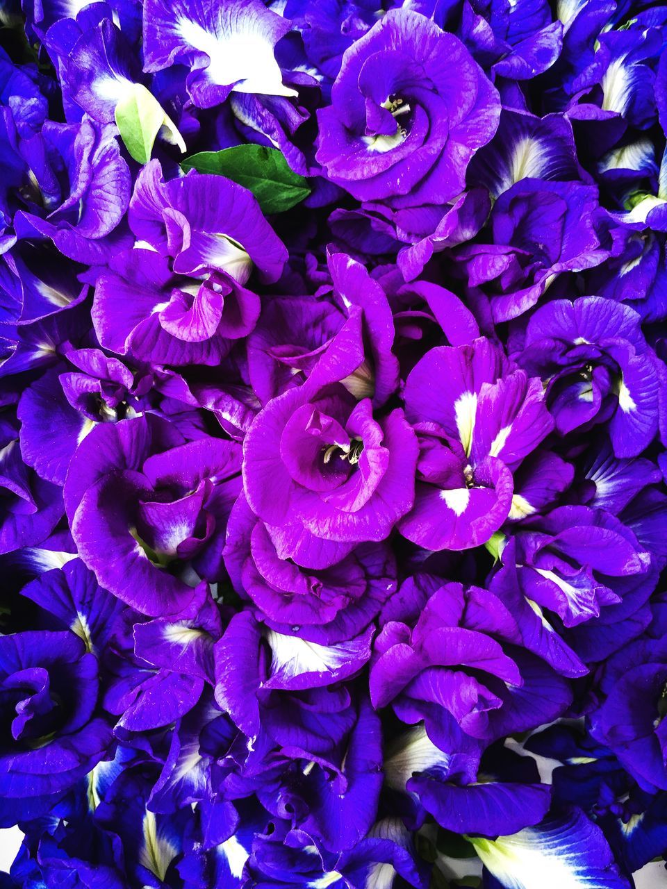 FULL FRAME SHOT OF PURPLE FLOWER