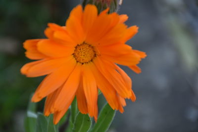 Close-up of orange flower