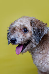 Close-up of dog looking away