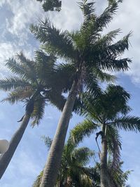 Low angle view of coconut palm tree against sky