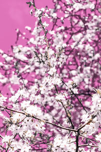 Close-up of cherry blossom