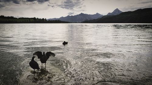 View of ducks swimming in lake