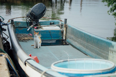 Cat in moored motorboat