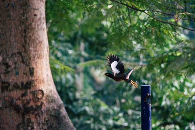 Close-up of birds perching on tree