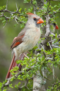 Close-up of bird perching on branch