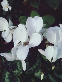 Close-up of white flowers blooming on tree