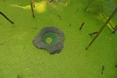 High angle view of green leaf on grass