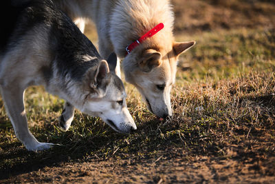 View of two dogs on land