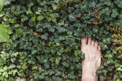 Low section of person standing by plants on land