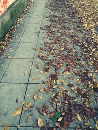 Leaves on footpath