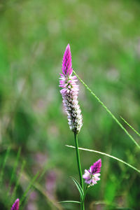 Close-up of purple flowering plant on field