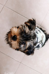 High angle portrait of a dog