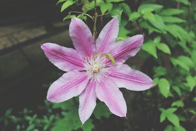 Close-up of pink flower